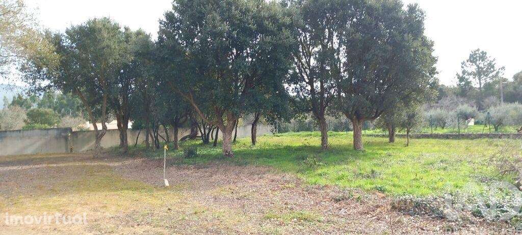 Terreno misto em Aljubarrota - Grande imagem: 5/13