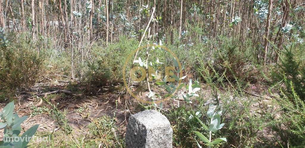 Terreno Rústico - Grande imagem: 3/15