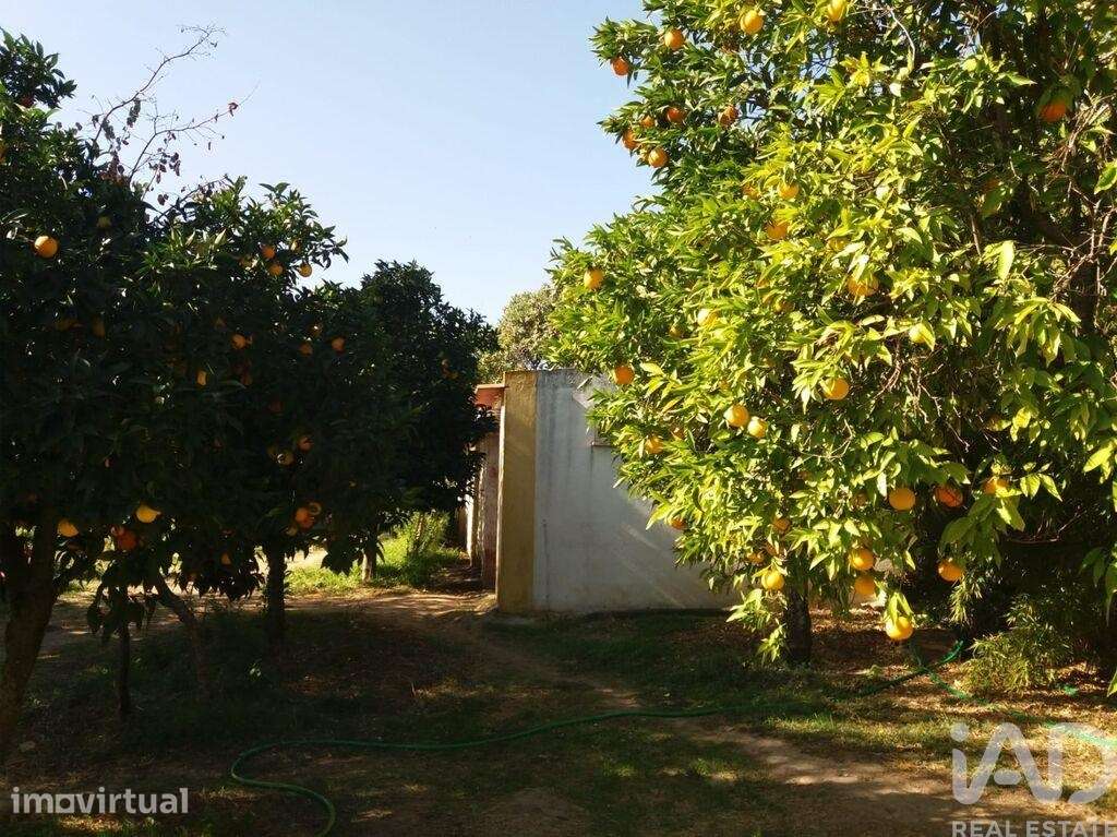 Quinta agricola em Gáfete de 910 m2 - Grande imagem: 4/5