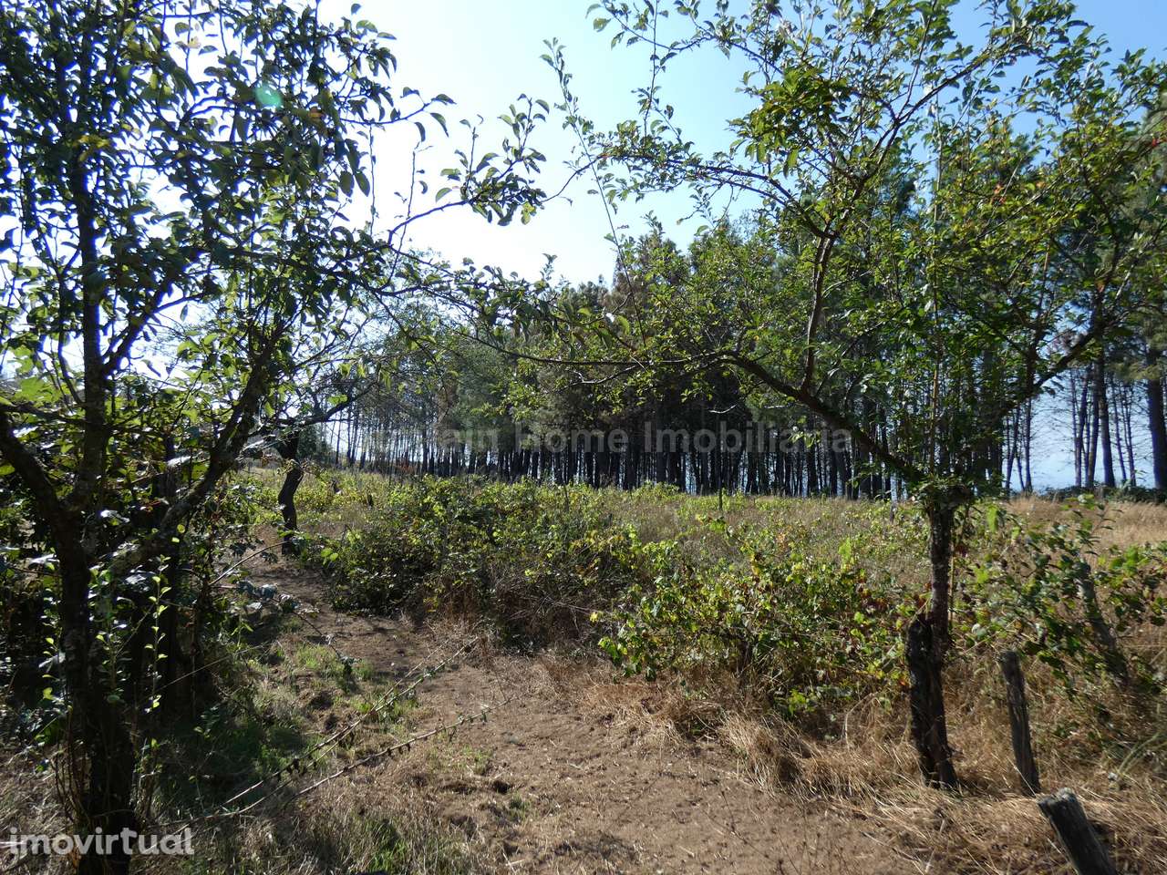 Quintinha  Venda em São Gião,Oliveira do Hospital - Grande imagem: 3/19