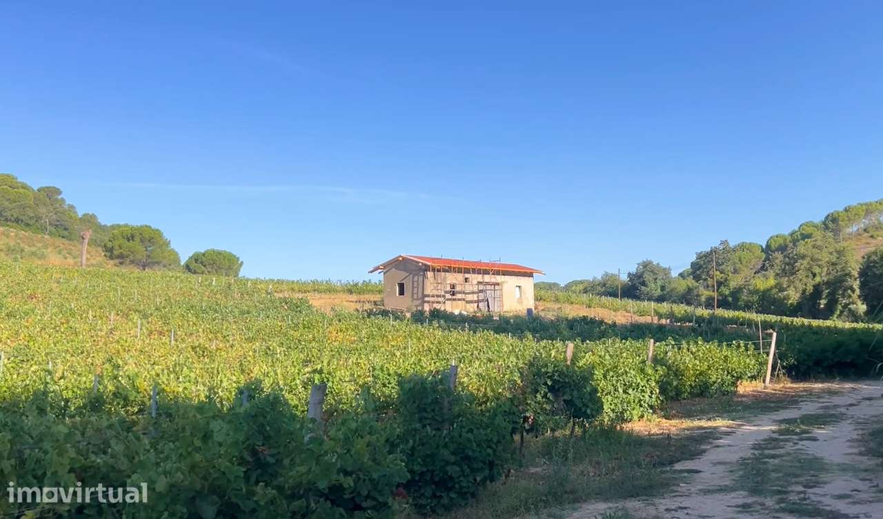Quinta com 10,6 ha | Pernes – Santarém | Vinha, Olival e Água - Grande imagem: 3/12