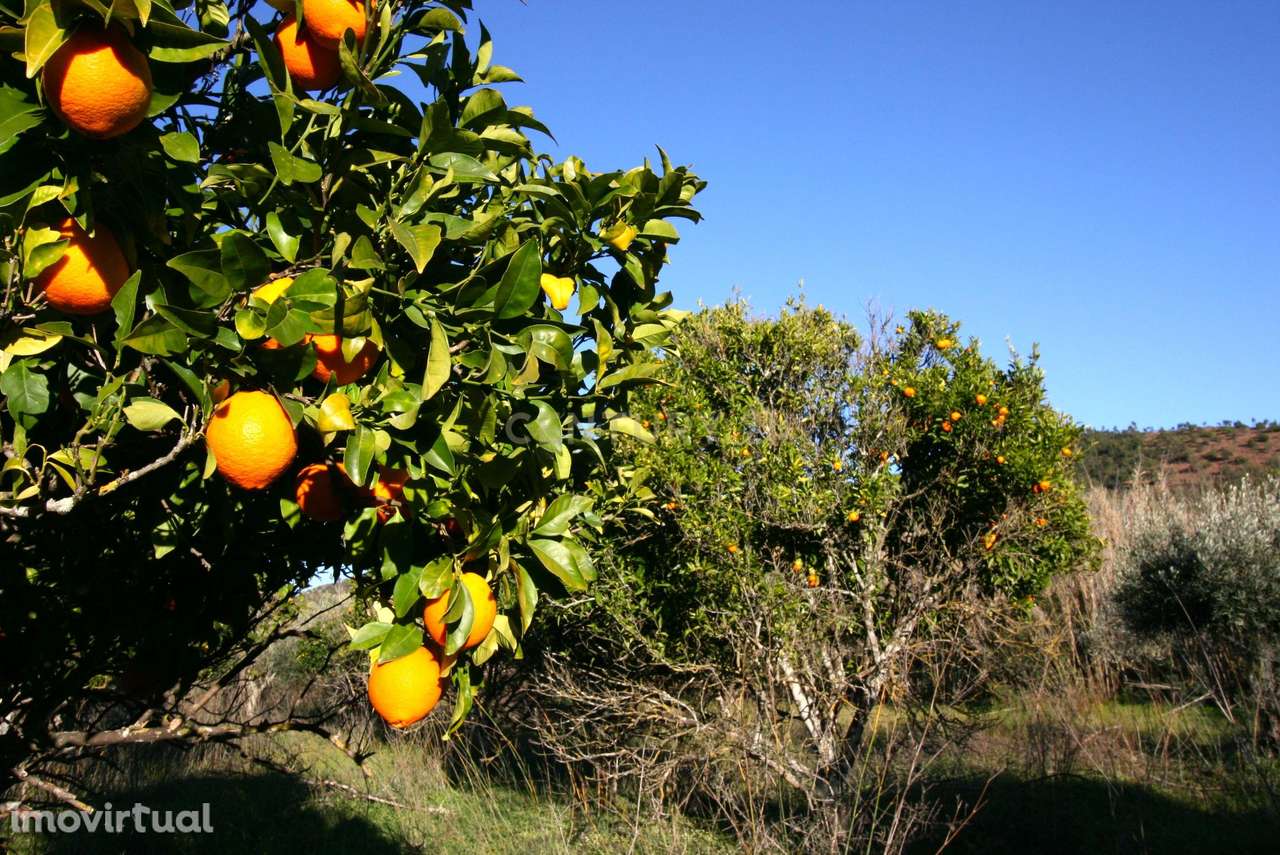 Quintinha no campo com horta  e arvores de fruta em Zebro de Baixo, Me - Grande imagem: 3/27