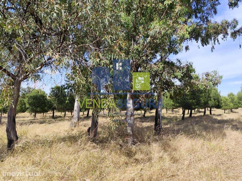 Terreno Rústico 11,425 Ha |Amareleja - Grande imagem: 4/9