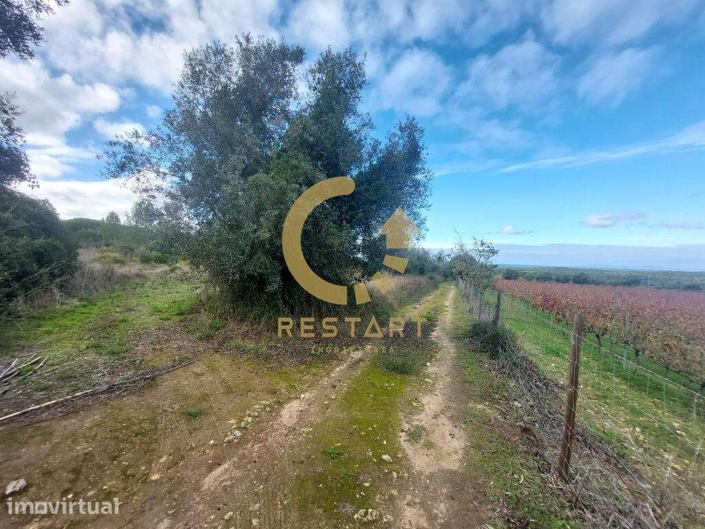 Terreno Rústico em Azeitão para venda com 10.000m2 - Grande imagem: 3/60