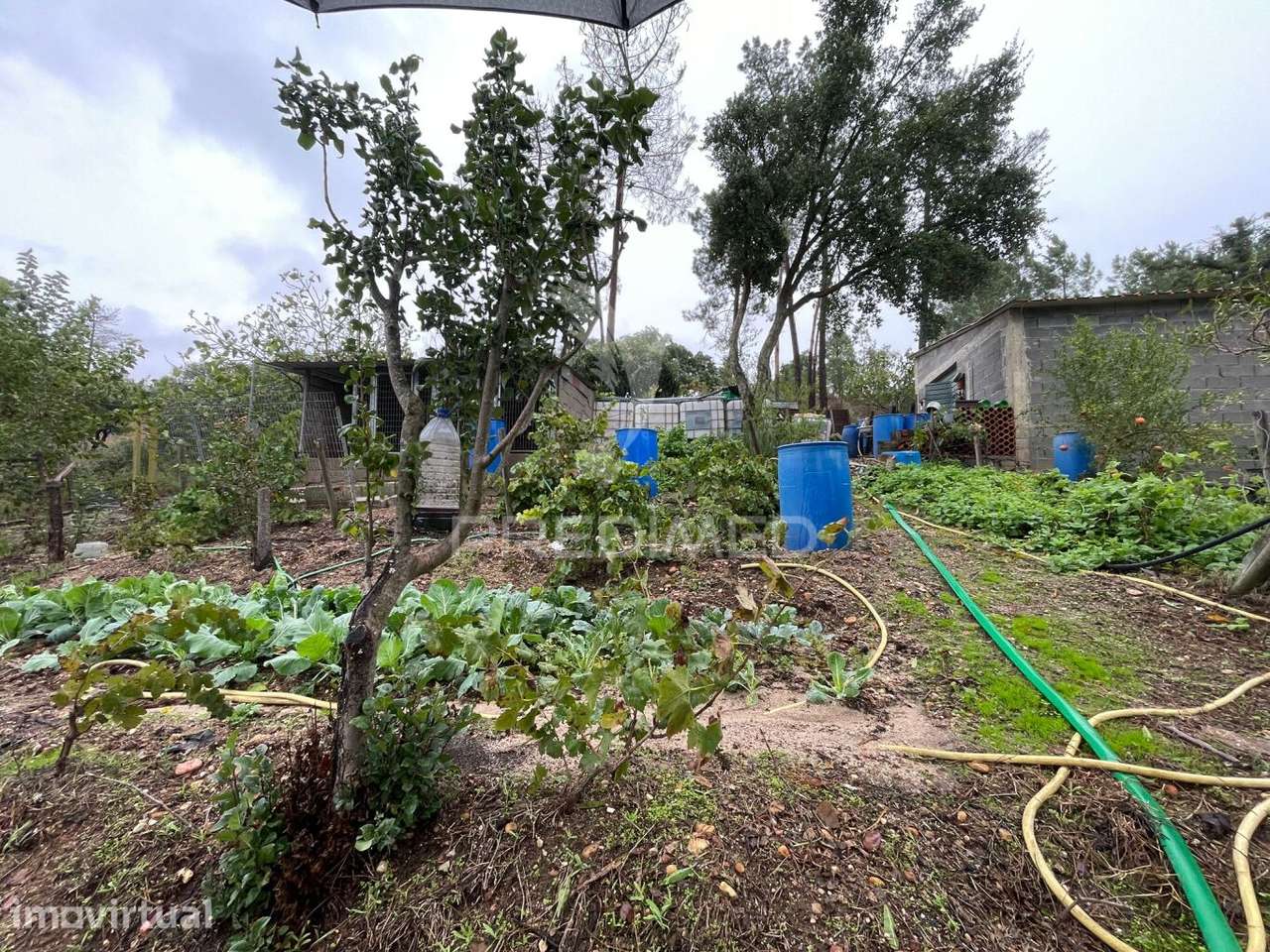 Quintinha em São Miguel - Grande imagem: 4/7