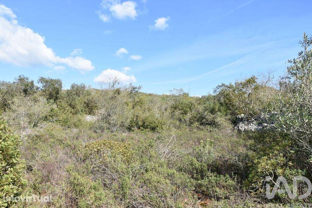 Terreno Agrícola em Chãos - Grande imagem: 5/40