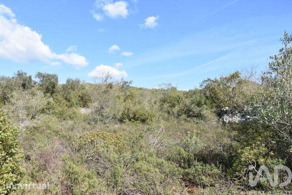 Terreno Agrícola em Chãos - Grande imagem: 5/40
