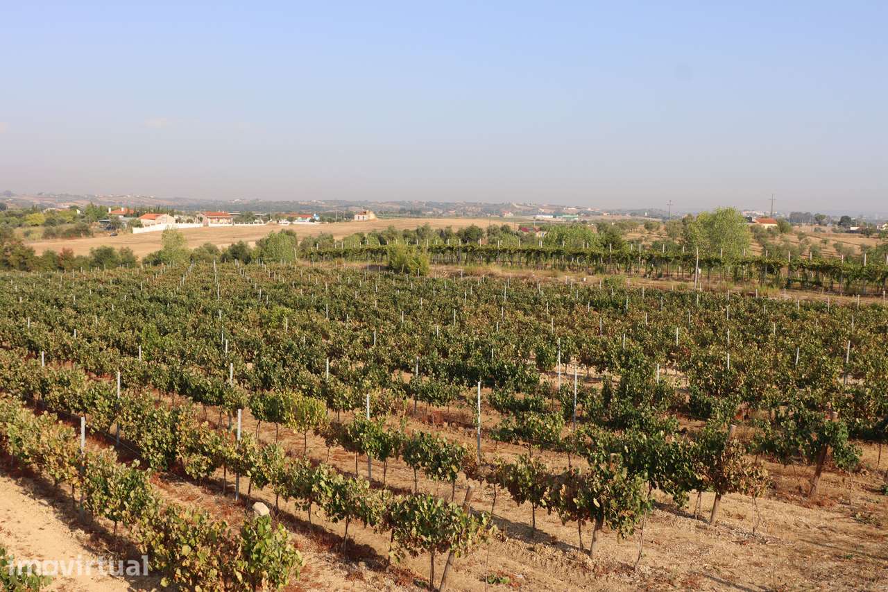 Quinta com 7,3 hectares, vinhas em produção e excelente potencial - Grande imagem: 3/33