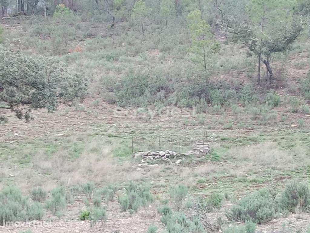 Excelente Terreno rústico na Localidade de Benquerencas, em C.Branco - Grande imagem: 5/13