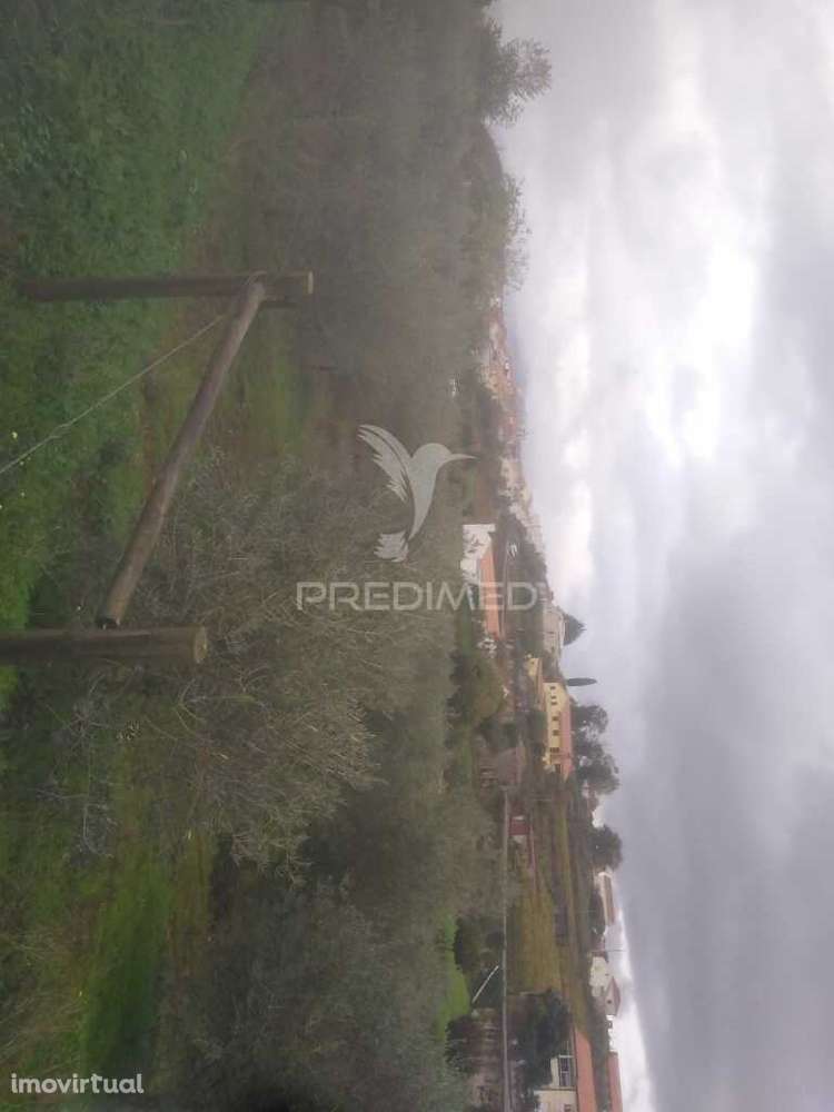 Terrno/Olival com Viabilidade de Construção - Grande imagem: 4/17