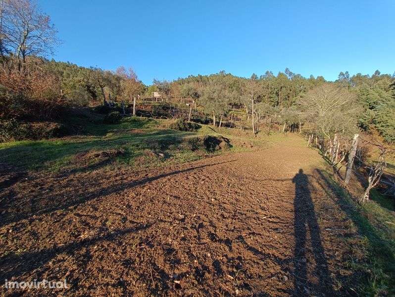 Vende-se Quinta de Oliveiras e Vindimas com 5369.16m2 - Grande imagem: 4/12