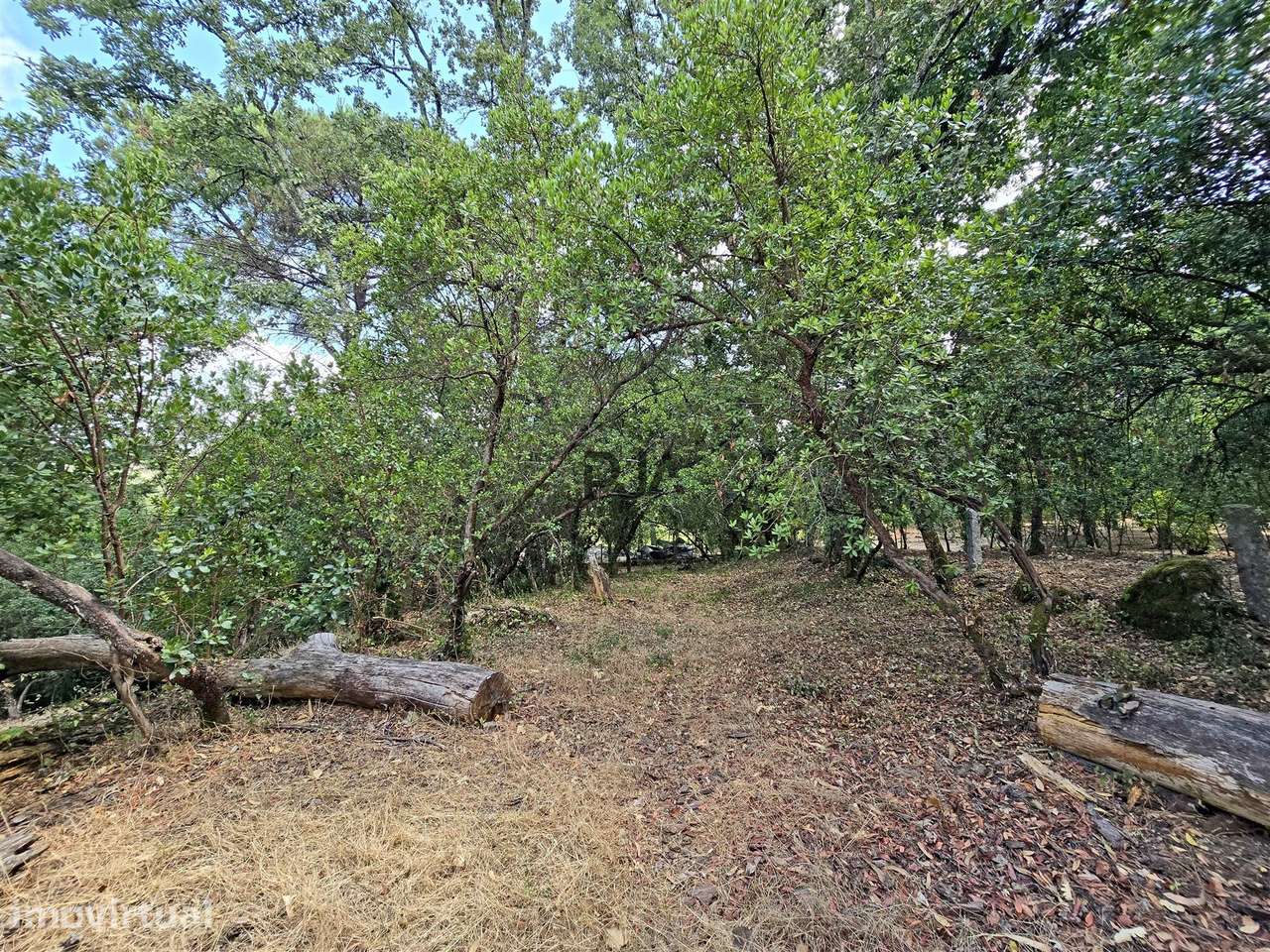 Quinta  Venda em Mangualde, Mesquitela e Cunha Alta,Mangualde - Grande imagem: 5/9
