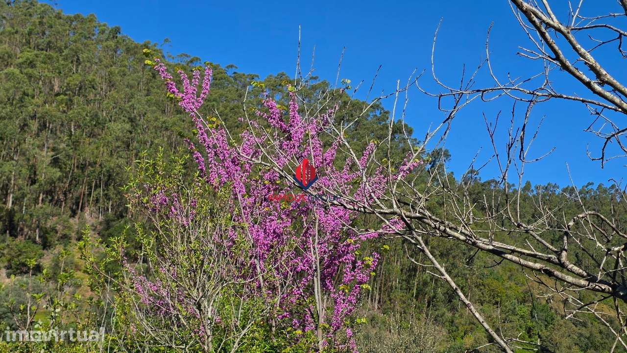Herdade em Monchique com excelente potêncial - Grande imagem: 3/43