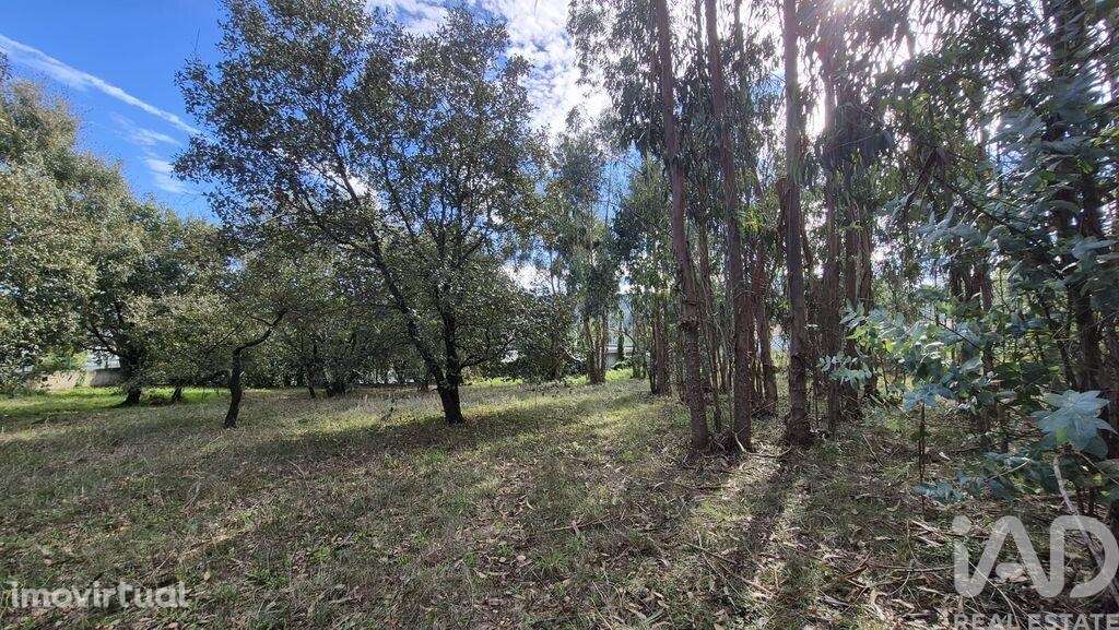 Terreno para construção em Pedreiras - Grande imagem: 4/7