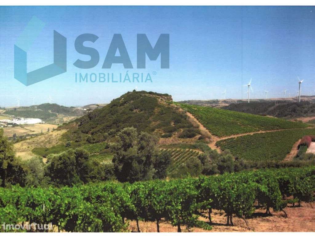 Terreno Agrícola com Vinha Produtiva - Serra da Vila, Torres Vedras - Grande imagem: 4/6