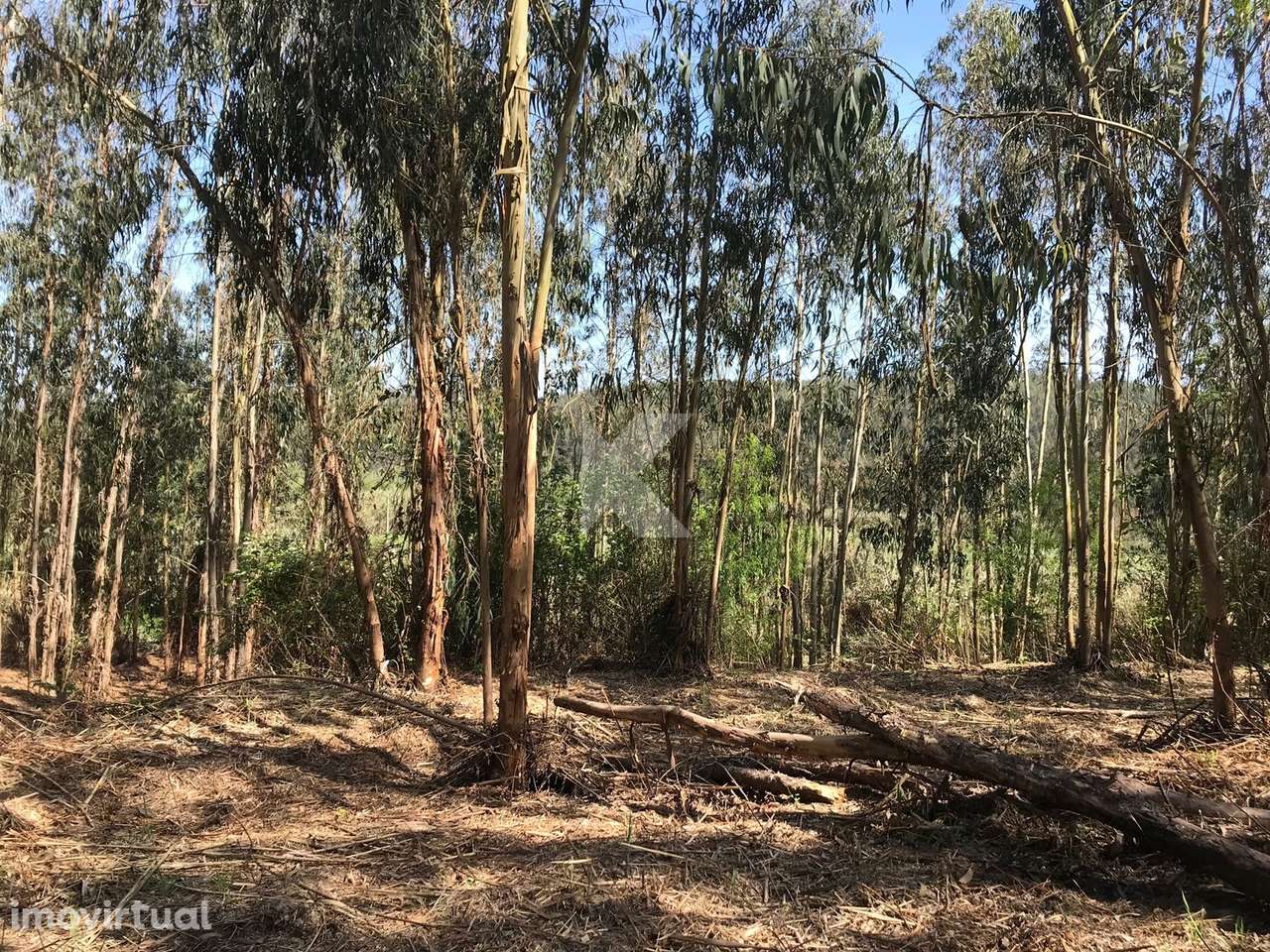 Moradia T7 em Coimbra para restaurar - Grande imagem: 4/27