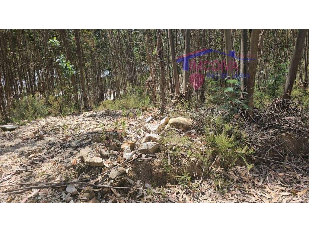 Terreno rústico junto a parque industrial de Figueiró dos Vinhos - Grande imagem: 4/6