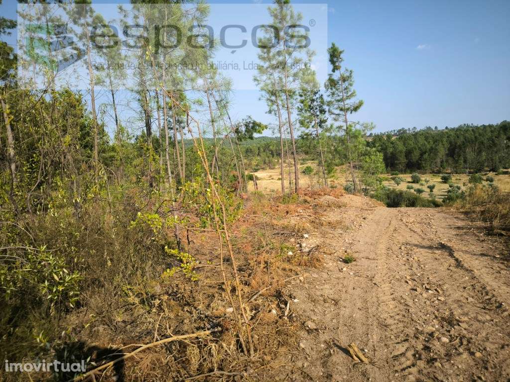 Encosta da Várzea - S. Domingos - Grande imagem: 5/8