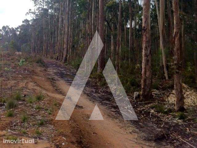 Terreno eucaliptal a um passo do centro de Ílhavo - Grande imagem: 5/6
