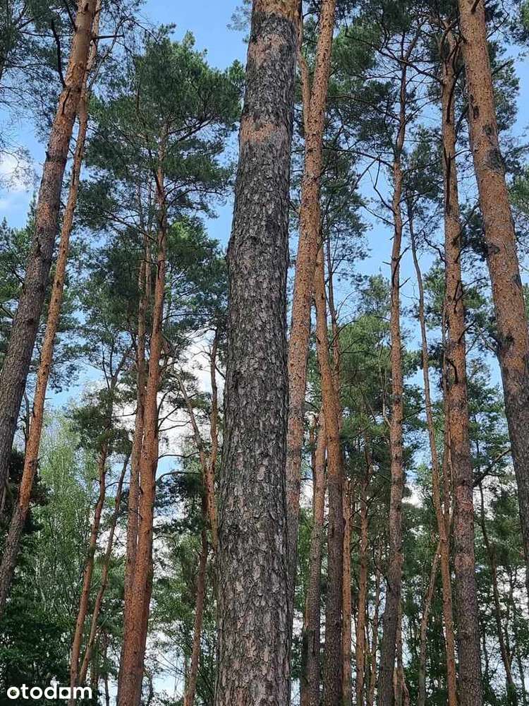 Działka z MPZP blisko Warszawy - View 2