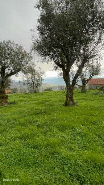 Terreno 5 mil m2 - Algodres - Grande imagem: 2/8