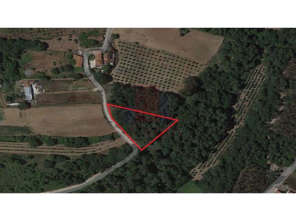 Terreno Rustico com vario tipos de árvores - Grande imagem: 2/11