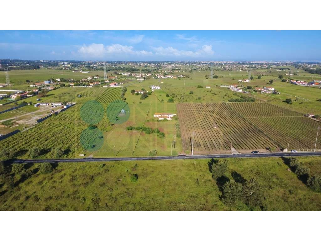 Quintinha com 6.688m ² e ruína para reconstrução | Arraiados, Pinha... - Grande imagem: 5/19