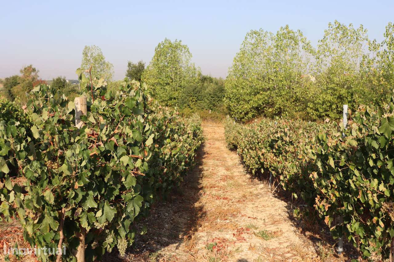 Quinta com 7,3 hectares, vinhas em produção e excelente potencial - Grande imagem: 5/33
