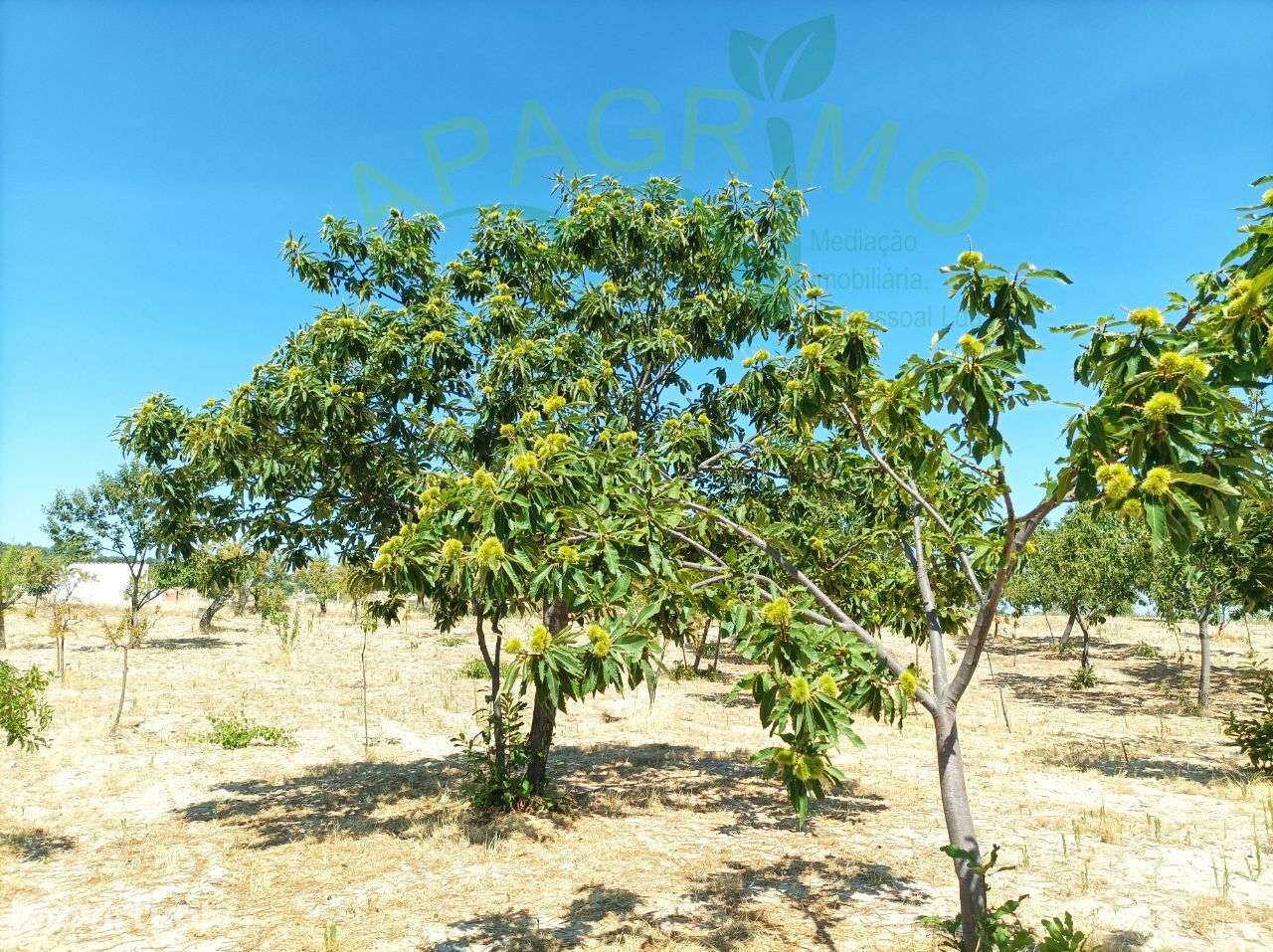 Terreno rústico "Santo Aleixo" em Póvoa de Penela - Grande imagem: 3/14