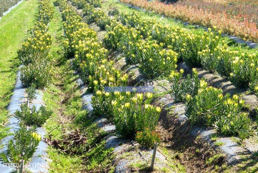 12 Ha terra plantações verduras e casa. Portugal, Algarve, Lagos - Grande imagem: 5/9