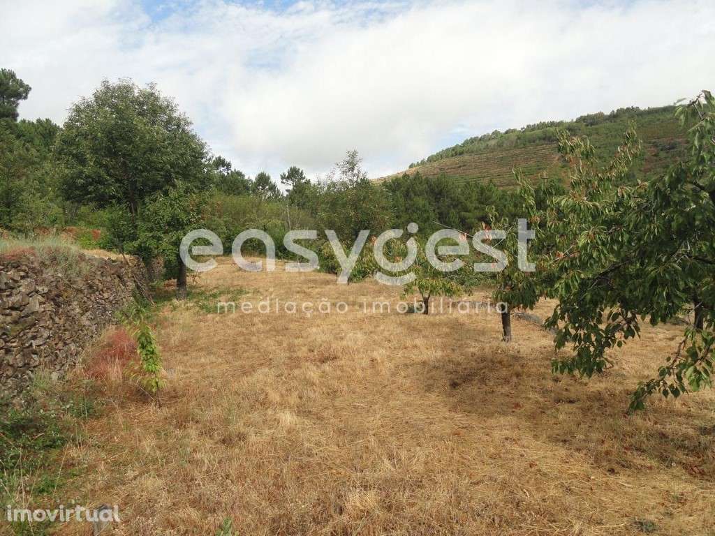 Terreno Rústico com cerca de 60 cerejeiras em Alcongosta - Grande imagem: 4/10