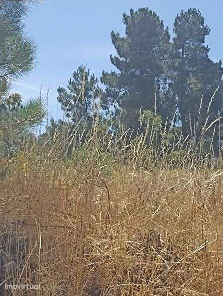 Terreno rústico. - Grande imagem: 2/3