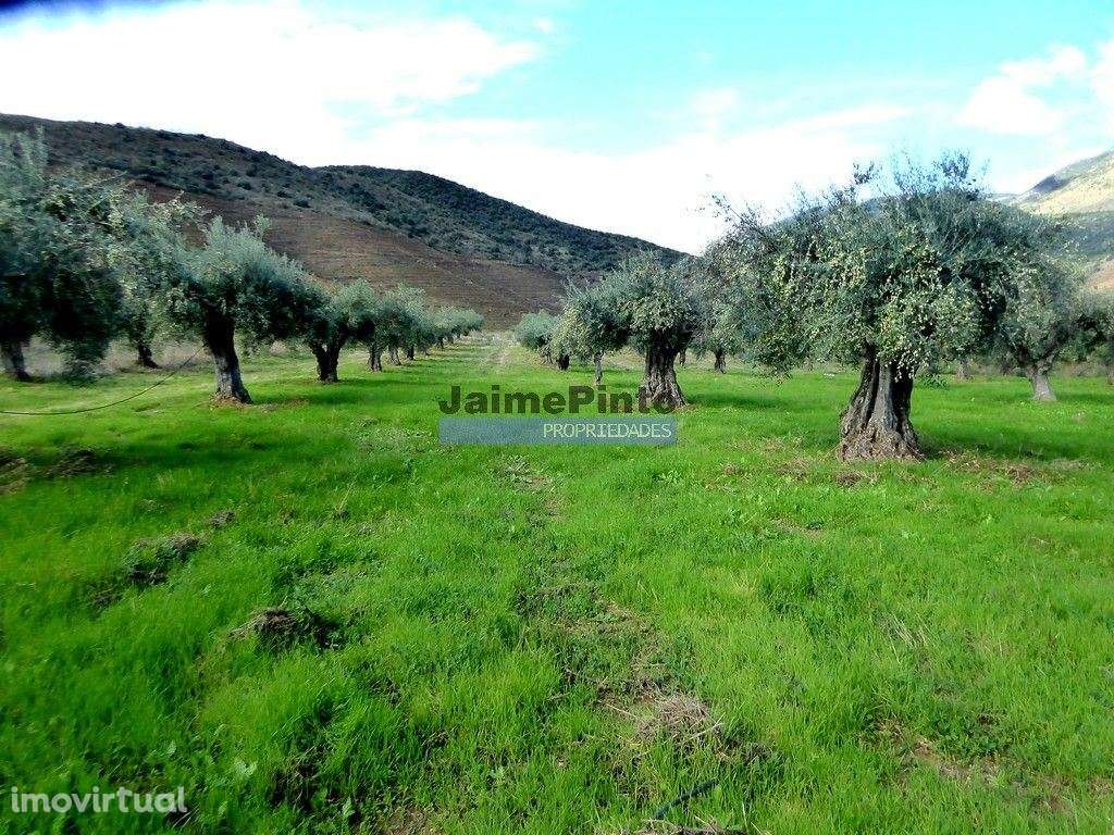 Quinta 245ha, Olival produtivo, Vinha produtiva. Foz Côa. Portugal,... - Grande imagem: 2/9
