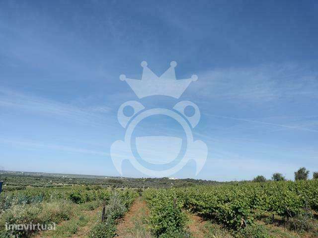 Vinha 5,6 ha com 2 apoios agrícolas e poço - Grande imagem: 3/15