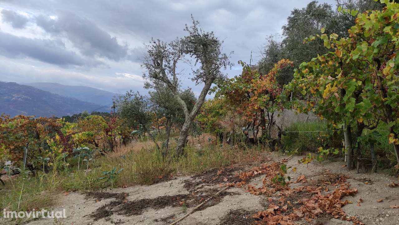 Moradia Devoluta T0 Venda em Santa Cruz do Douro e São Tomé de Covelas - Grande imagem: 5/21