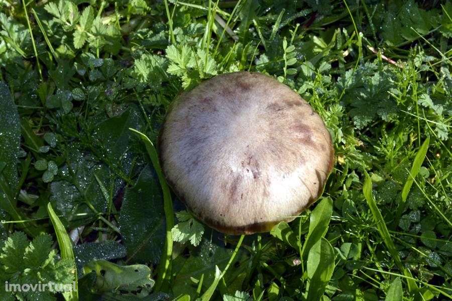 Herdade do Monte da Pedra. - Grande imagem: 5/29