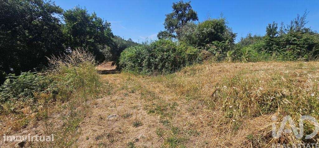 Terreno Agrícola em Cumeeira - Grande imagem: 2/14