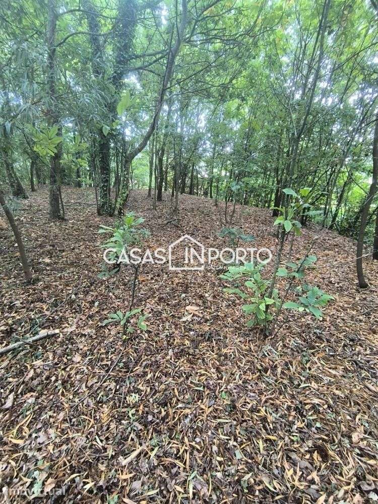 Moradia Térrea com Terreno e Potencial de Edificação | Santa Maria - Grande imagem: 4/23