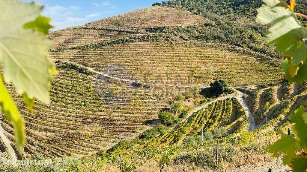 Quinta Vinícola Douro 58ha - Letra A - Grande imagem: 3/25