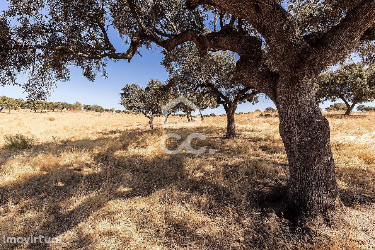 Terreno Rústico de 7,35 ha c para Exploração Agrícola | Mourão, Évora - Grande imagem: 5/45