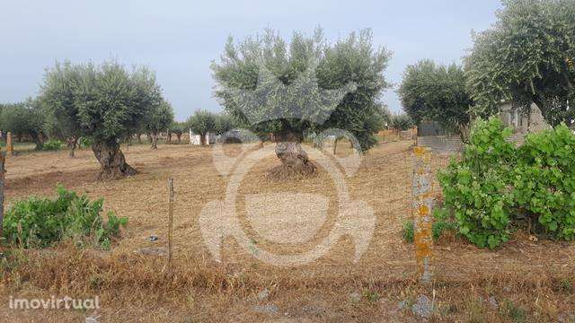 Predio em Propriedade S.Pedro do Corval - Grande imagem: 4/9