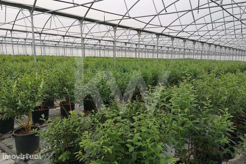 Propriedade Agricola na Campina de Idanha a Nova com 20ha em Plena Ati - Grande imagem: 2/60