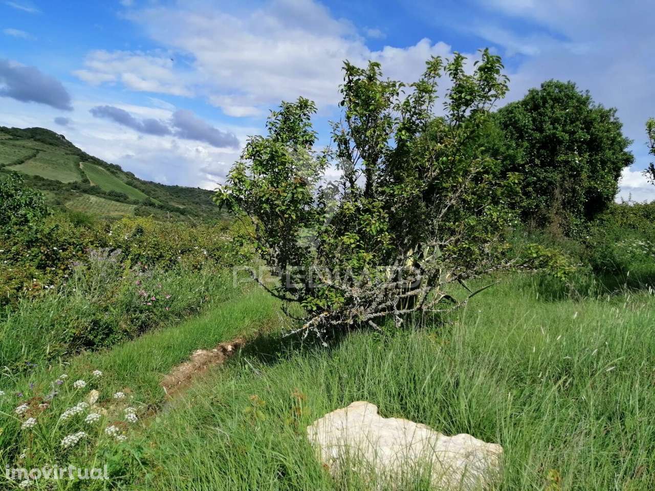 Cheleiros - Terreno Agrícola com 6600 m2 - Grande imagem: 5/14