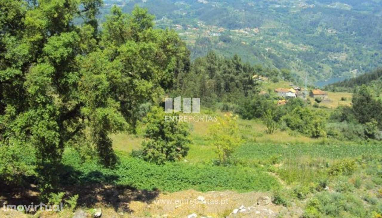 Venda Terreno, Tarouquela, Cinfães - Grande imagem: 4/18