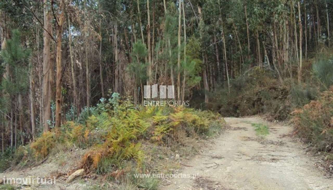 Venda Terreno, Croca, Penafiel - Grande imagem: 4/12