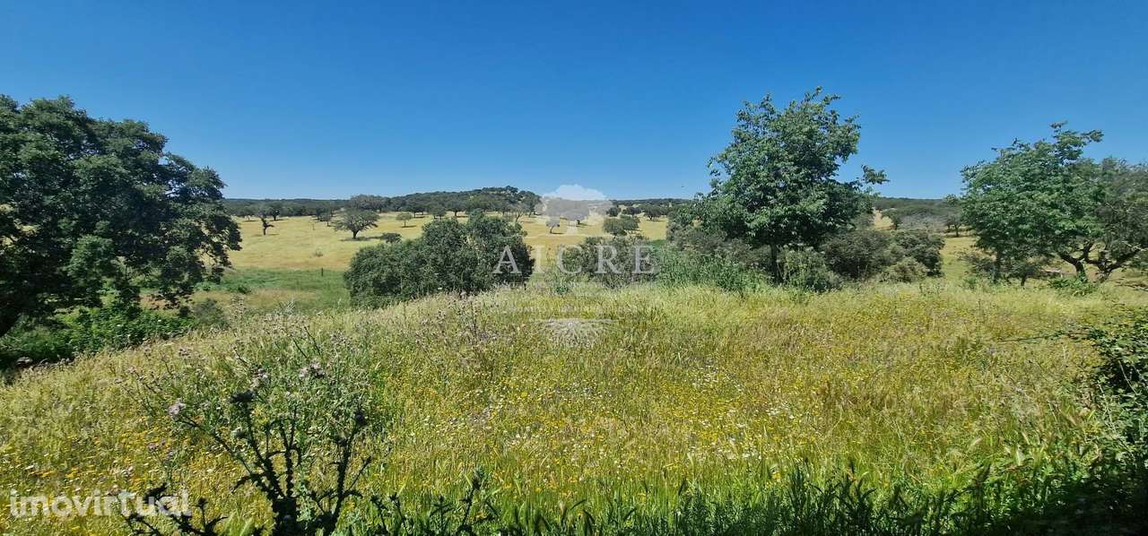 Herdade na Terrugem com 118 hectares - Grande imagem: 4/38