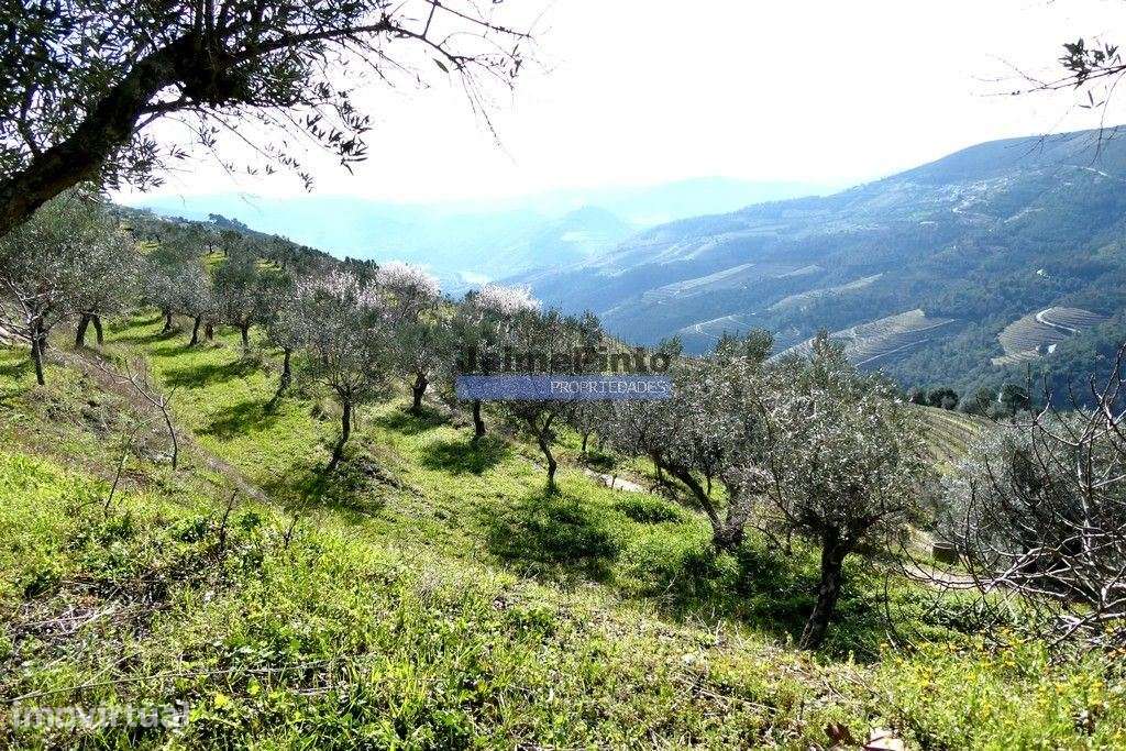 100 000m2 com Vinha e Olival, no Douro. Portugal, Sabrosa, Douro. - Grande imagem: 3/9