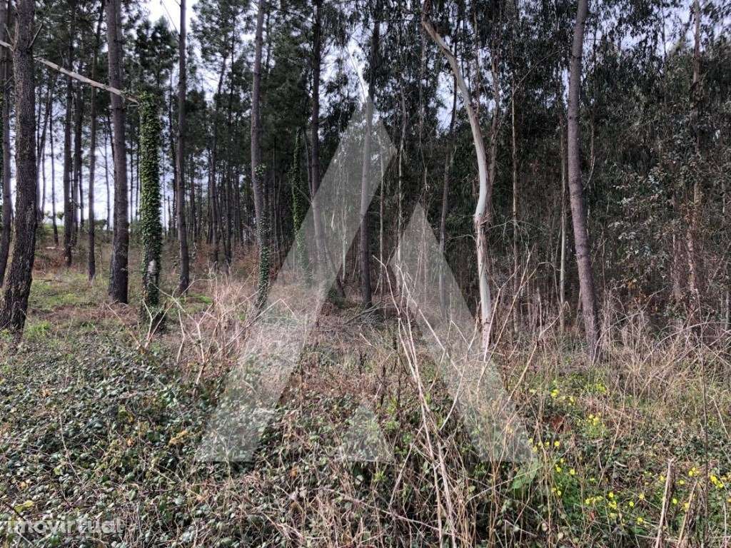 Terreno - Grande imagem: 4/8