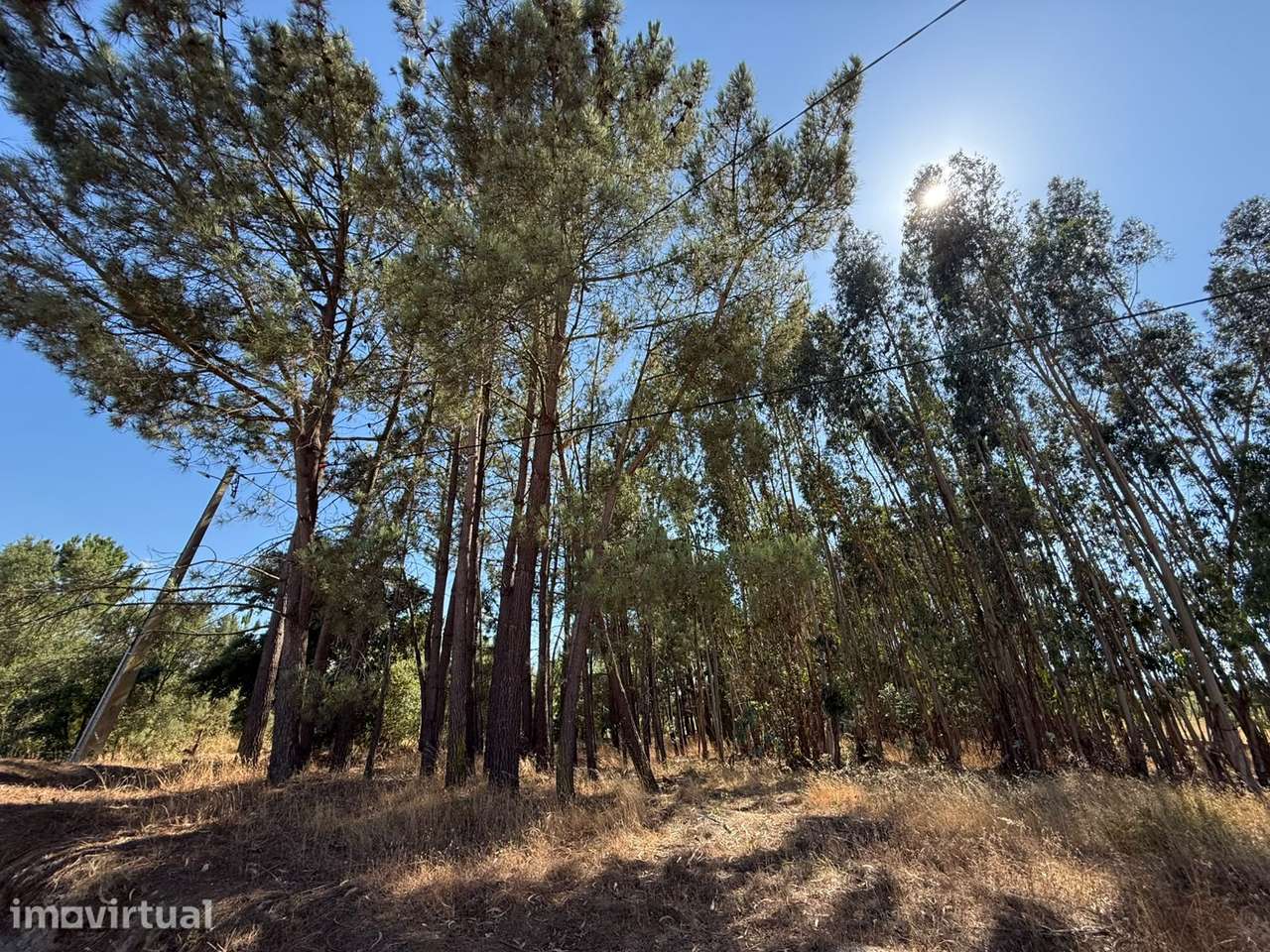 Terreno Rústico com 3.600 m² em Pontével – Cartaxo - Grande imagem: 2/10