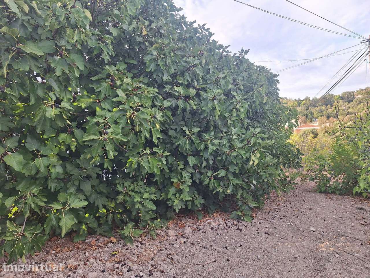 Terreno urbano com projeto aprovado para 3 moradias - Grande imagem: 5/9